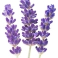 Նարդոս (Lavender)