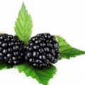 Blackberry leaf