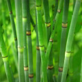 Green stems