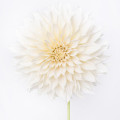 White Dahlia